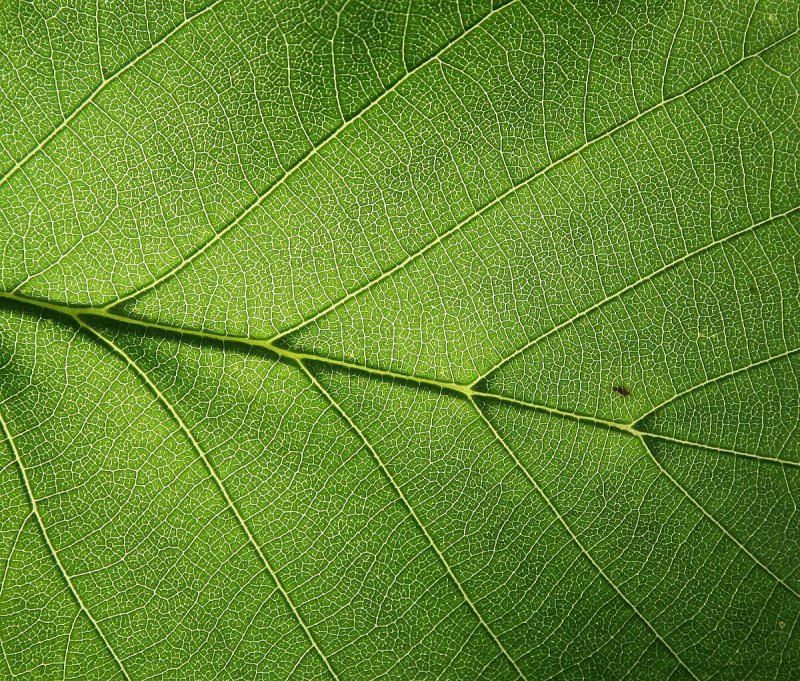 Фактура растений