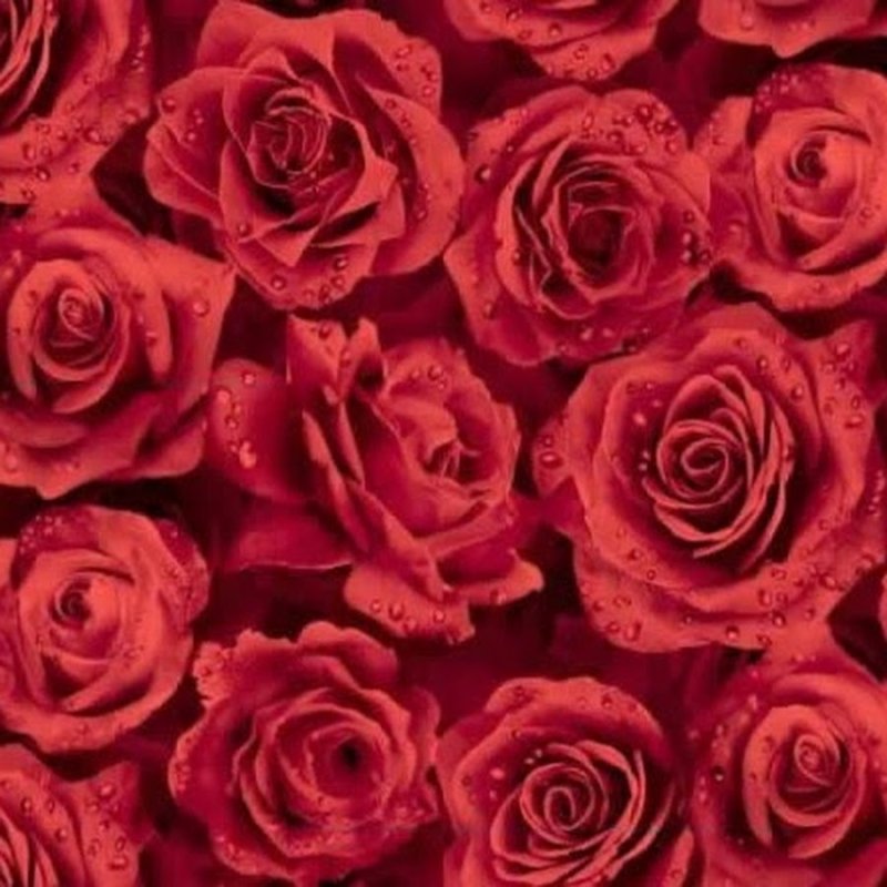 Текстура розы