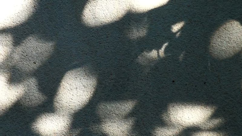 Растения для тени