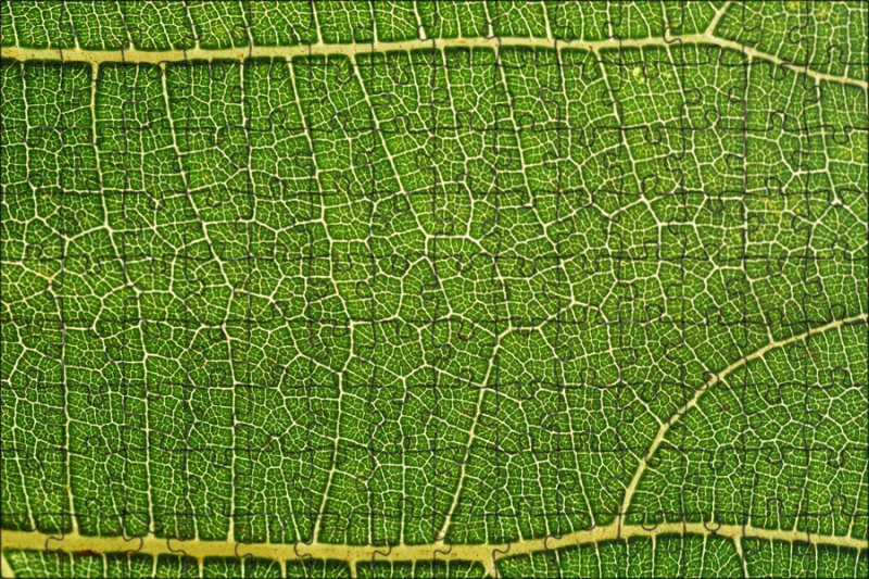 Лист дерева с прожилками