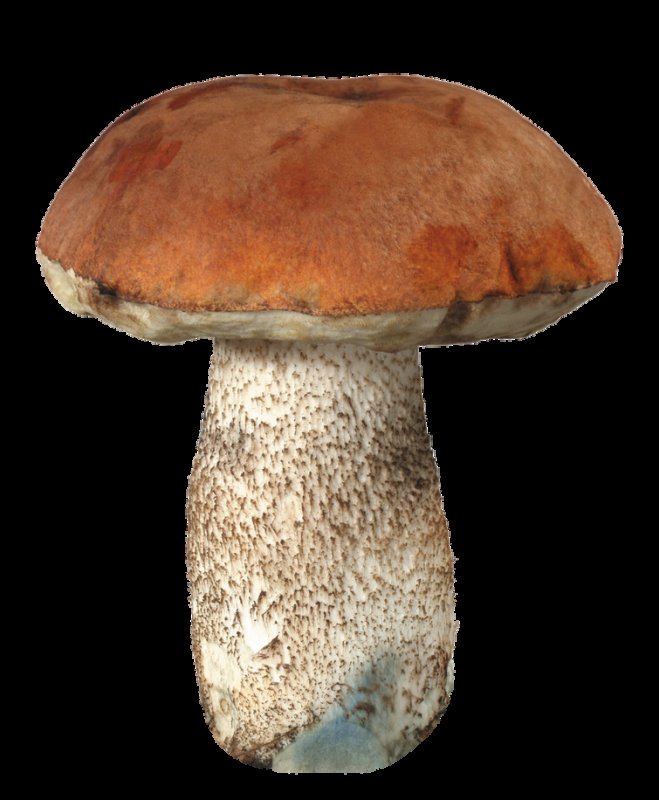 Боровик красноголовик