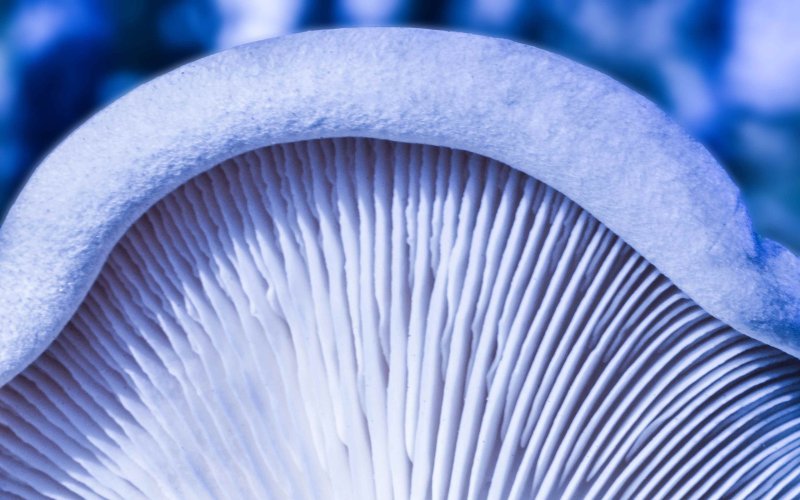 Грибы Макросъемка