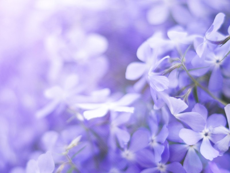 Фиолетовые цветы