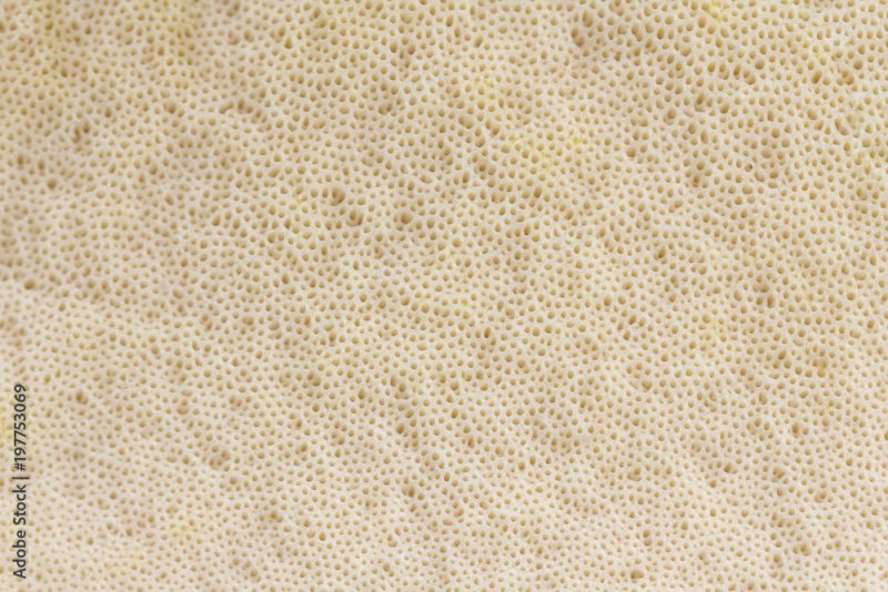 Текстура шляпки гриба