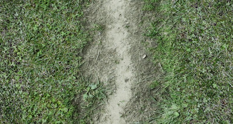 Текстура травы