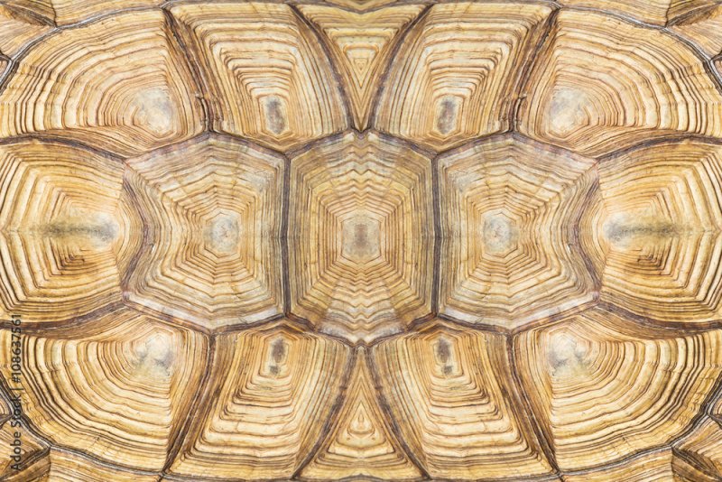 Панцирь черепахи узор