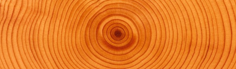 Сибирская лиственница спил