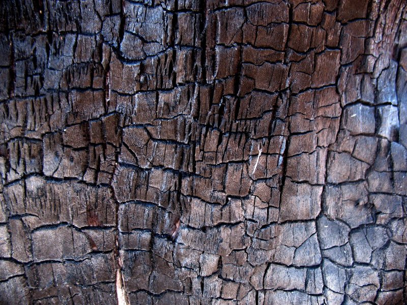 Обугленное дерево