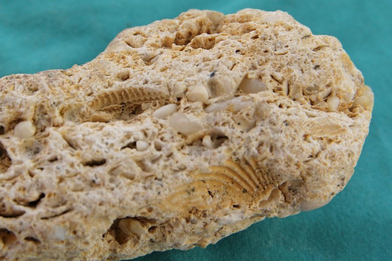 Ракушечник Горная порода