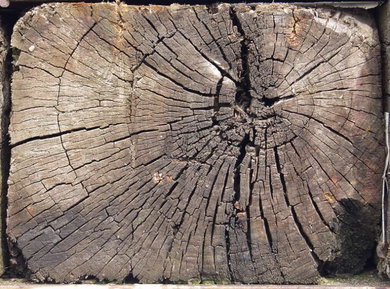 Срез старого дерева