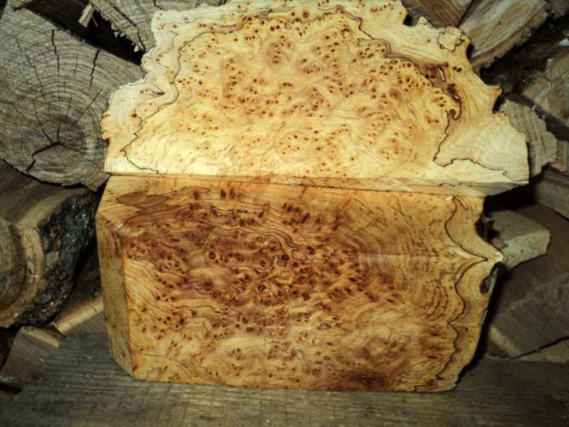 Сувель кап березовый