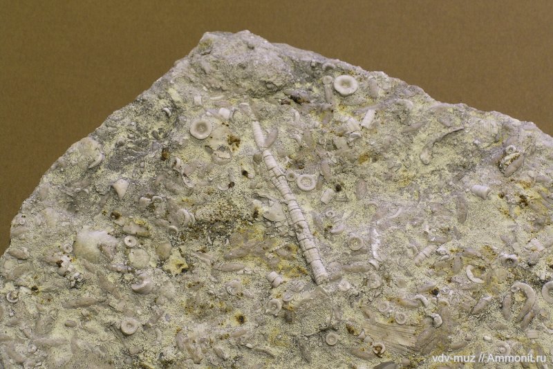 Фузулиновый известняк