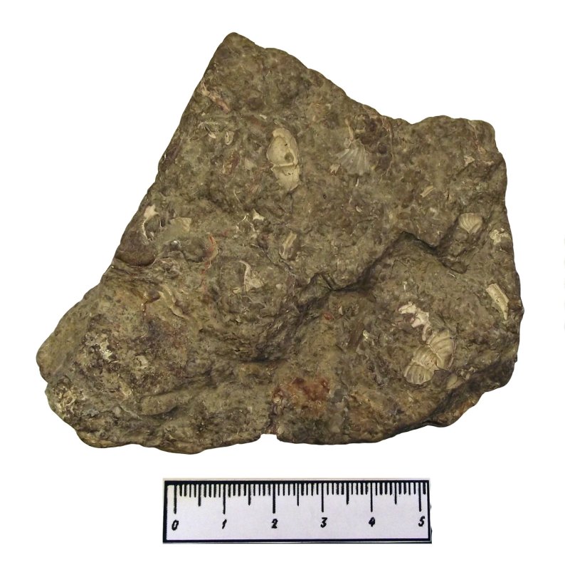 Брахиоподовый известняк