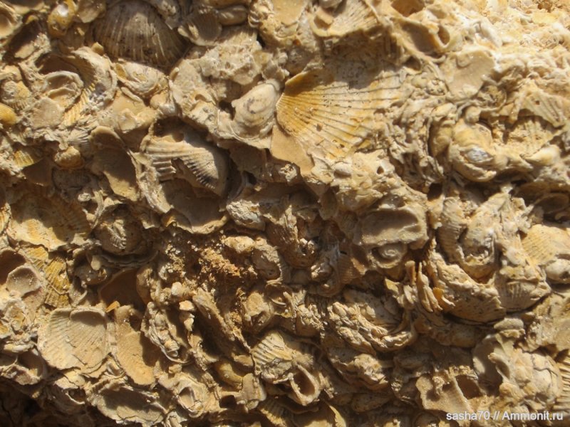 Ракушечник минерал