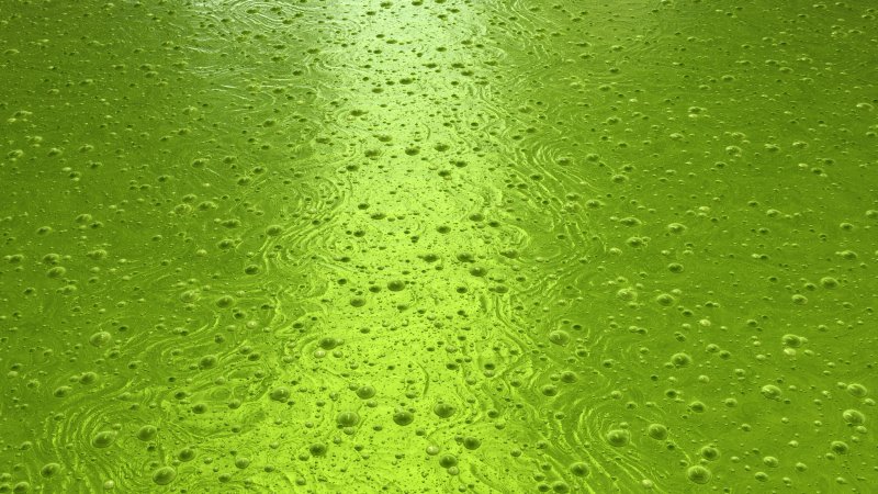 Текстура слизи