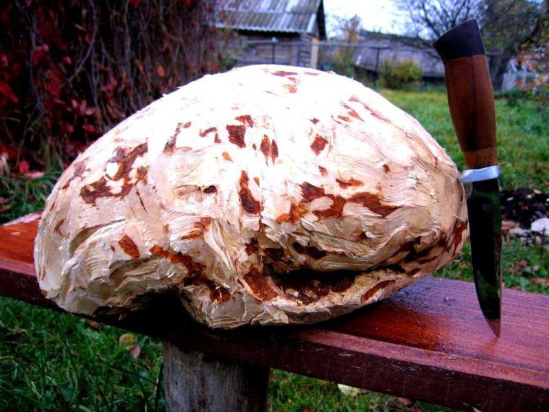 Сувель кап березовый