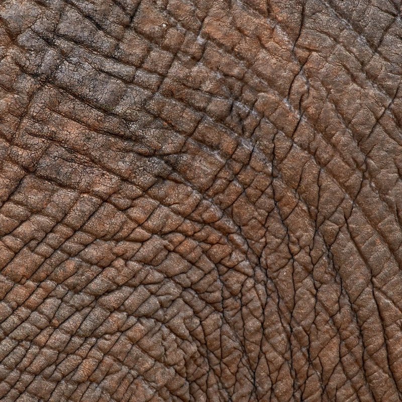 Фактура кожи