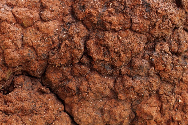 Почва коричневая