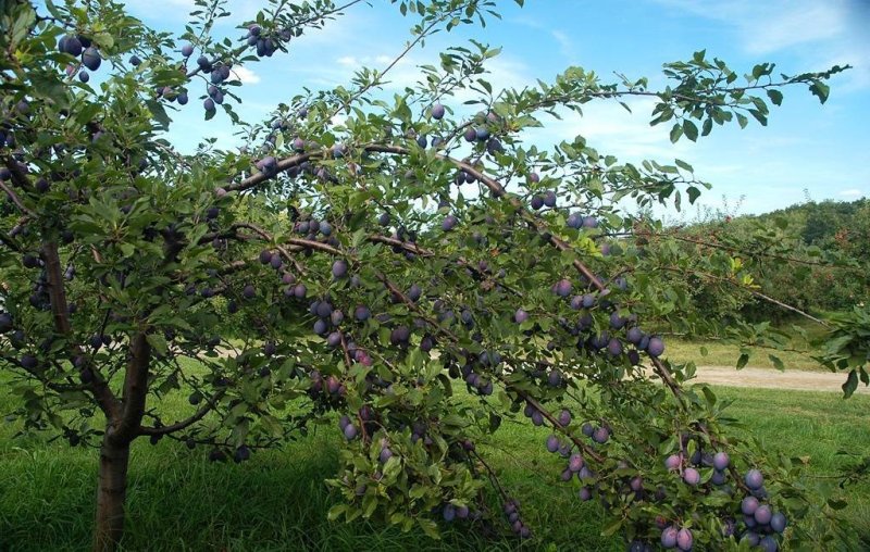 Слива Кромань