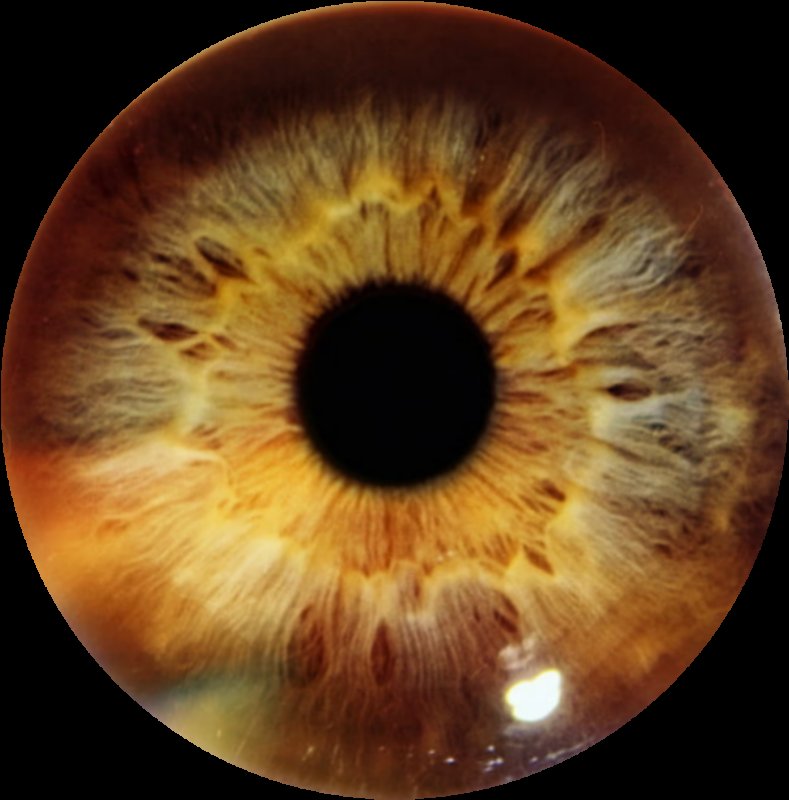 Радужка карих глаз