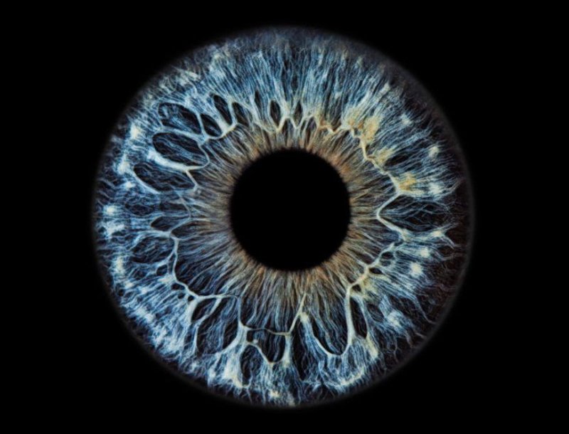 Ирис Радужная оболочка глаза