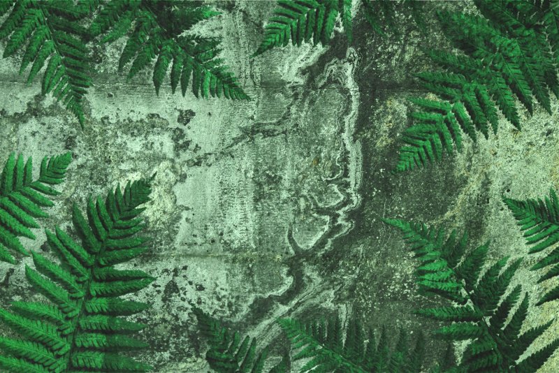 Фотообои папоротник