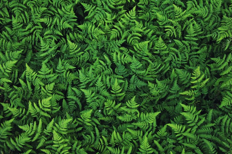 Папоротник Грин Вейв