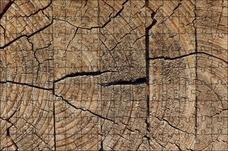 Срез дерева текстура