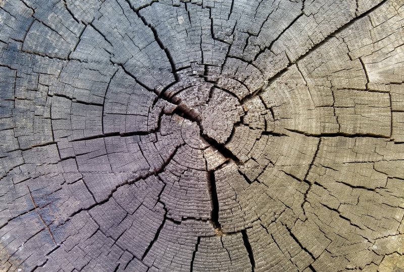 Трещина в дереве