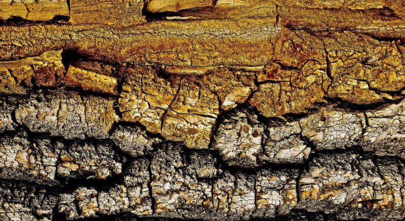 Текстура коры дерева