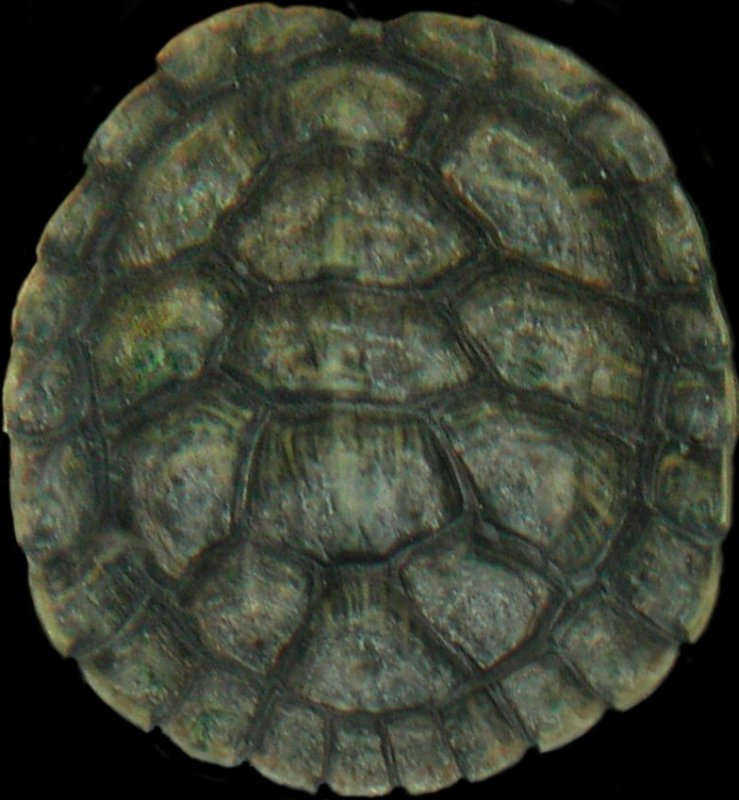 Панцирь черепахи