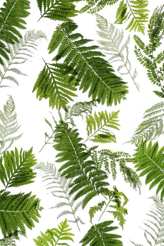 Аффреско папоротник