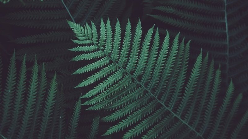 Aesthetic изумрудный папоротник