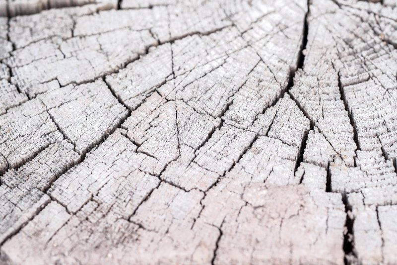 Трещина в дереве