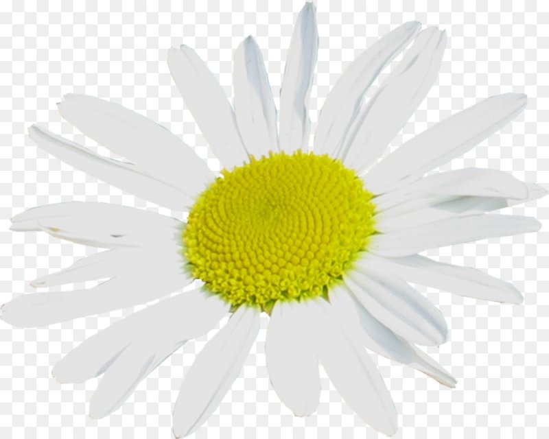 Лепесток ромашки на прозрачном фоне
