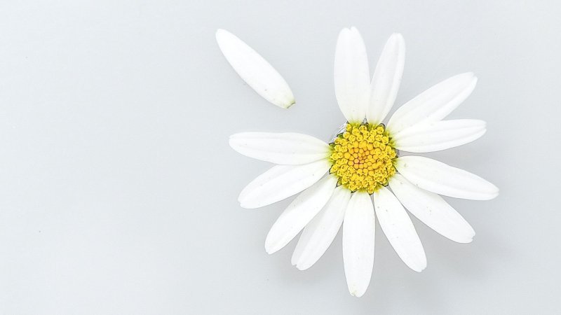 Фон ромашки