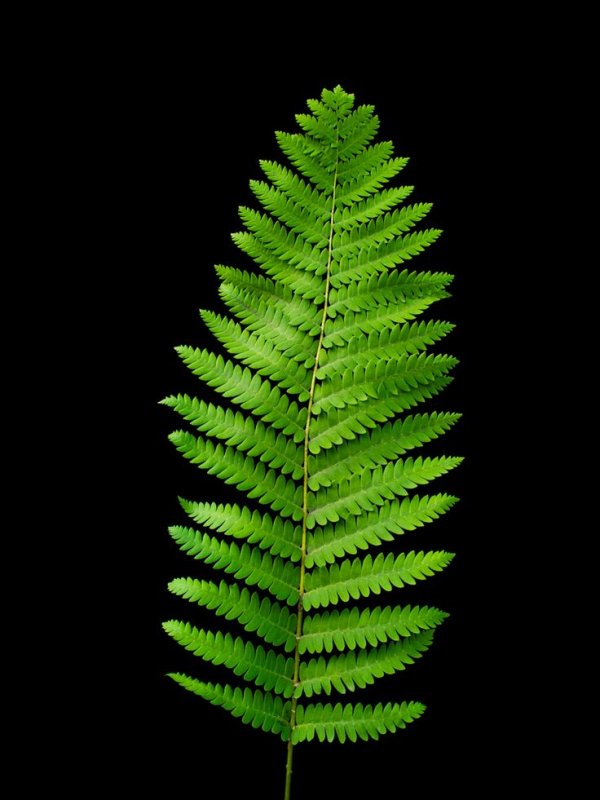 Ветка папоротника