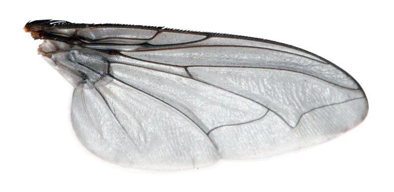 Крылья насекомых