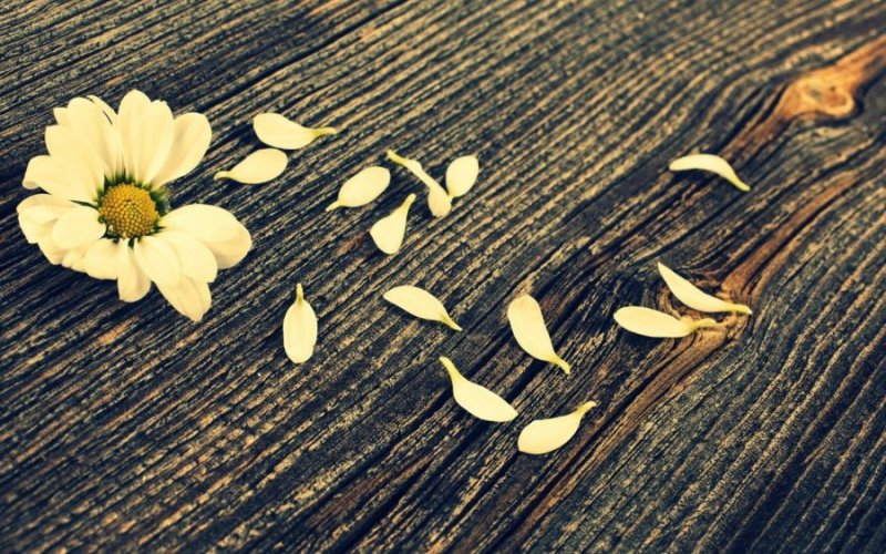 Цветы на деревянном столе