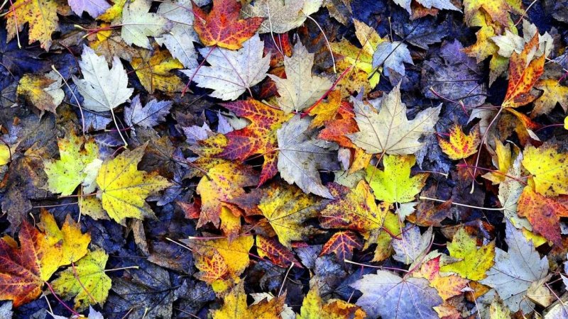 Осенняя листва