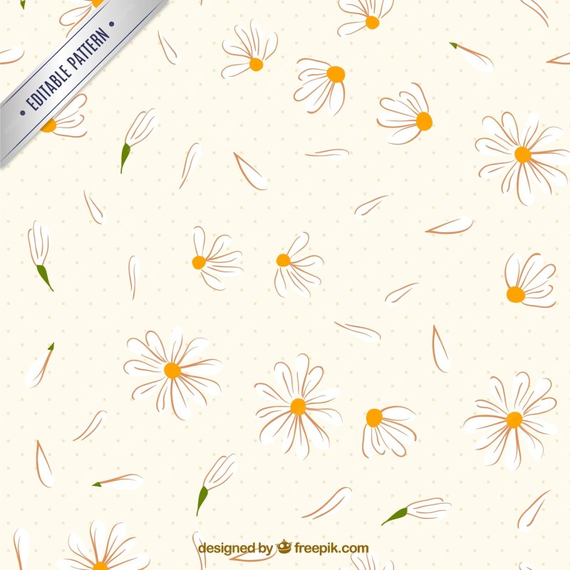 Фон ромашки нарисованные
