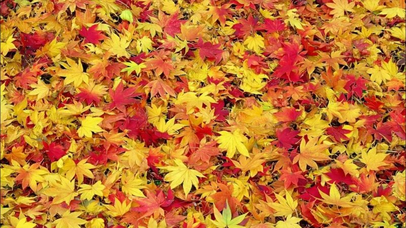 Ковер из осенних листьев