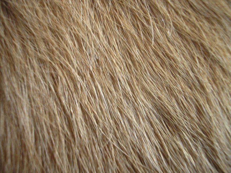 Текстура волос