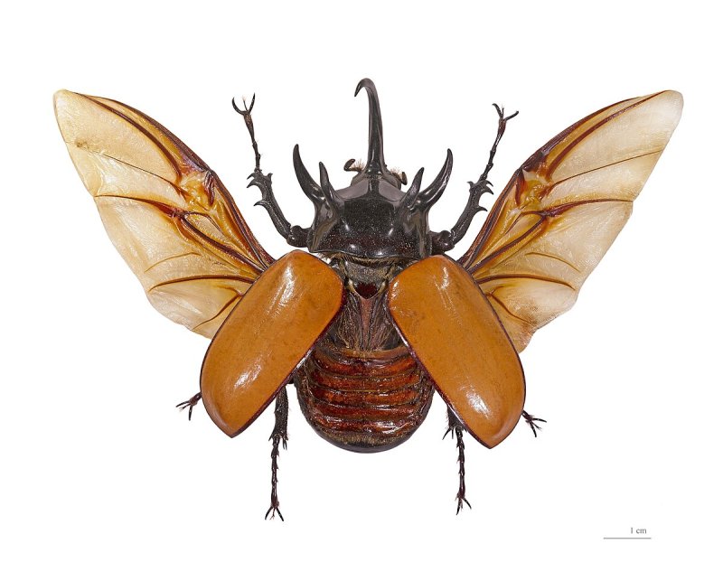 Eupatorus gracilicornis