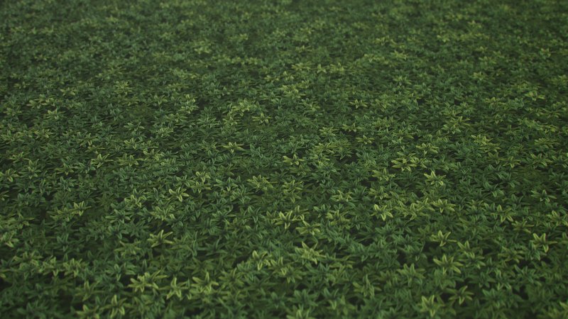 Текстура травы