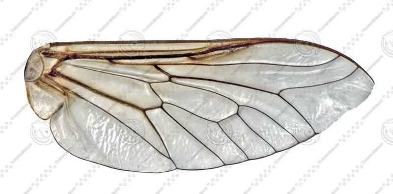 Крылья мухи