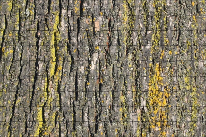 Текстура коры дерева