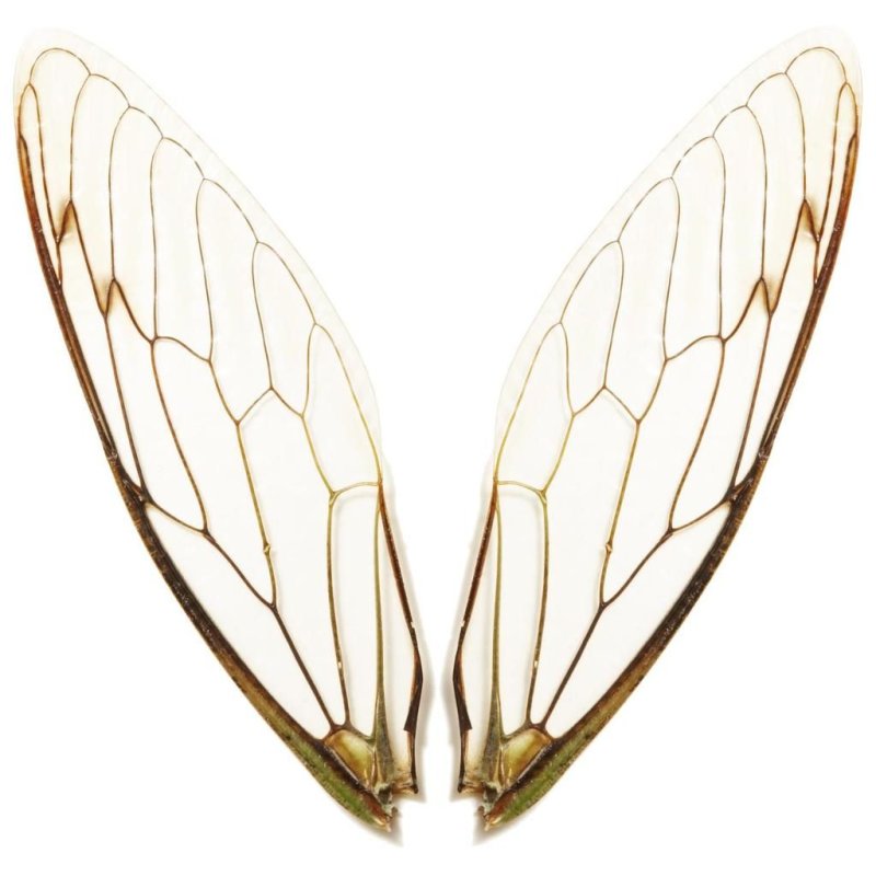 Крылья Стрекозы