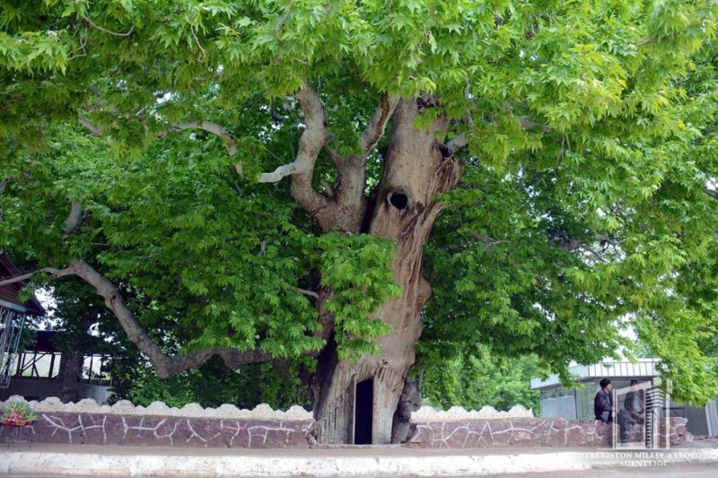 Платан Восточный (Чинар)