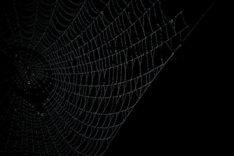 Паутина на черном фоне